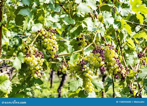 Weinberg Mit Reifen Trauben Im Main Tal Stockfoto Bild Von Rebe