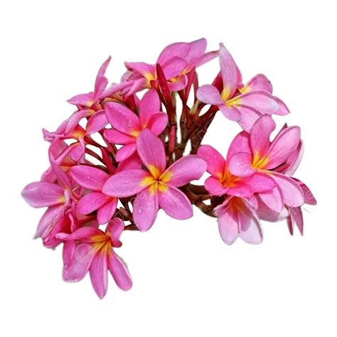 Frangipani Watercolor Clipart Png Vector Psd And Clipart With