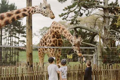 All Of Your Questions About Hamilton Zoo Answered 1964 Mountain