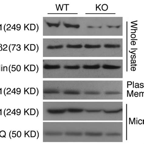 B Western Blot Analysis Of Whole Lysate Membrane And Microsomal