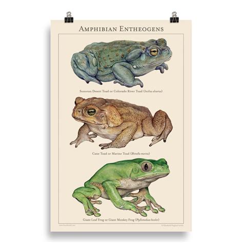 Amphibians Pictures To Print