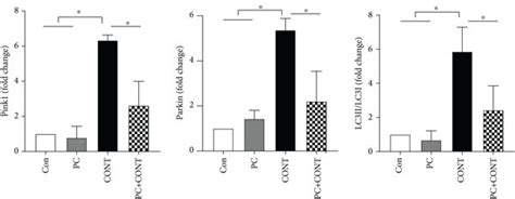 Effects Of Paricalcitol On Mitophagy In The Kidney After Ioversol