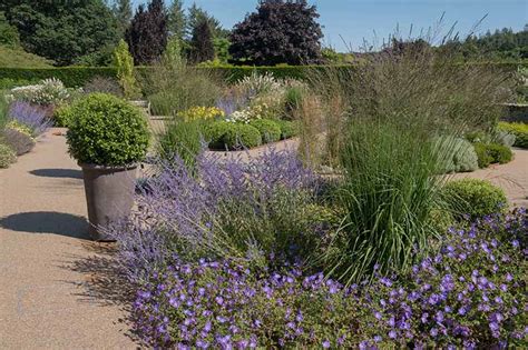 How To Grow And Care For Russian Sage Salvia Yangii