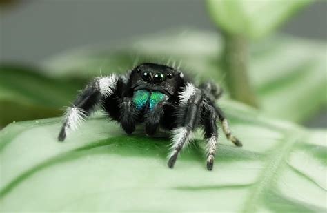 Phidippus Regius Jumping Spider Artofit