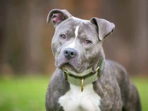 Staffie Le Staffordshire Bull Terrier Tout Savoir Sur La Race