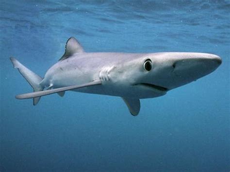 Blue Shark Facts Top 15 Interesting Facts About Blue Sharks