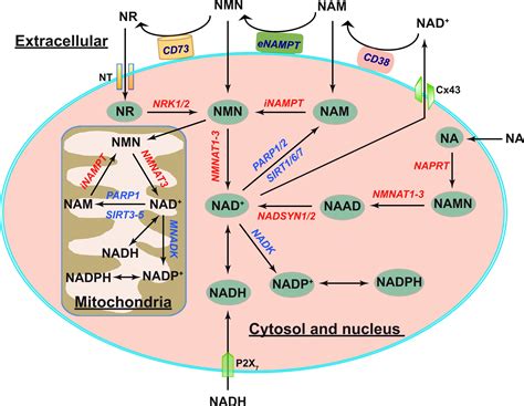 Nad H And Nadp H Redox Couples And Cellular Energy Metabolism