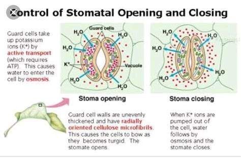 How Do The Guard Cells Regulate Opening And Closing Of Stomatal Pores