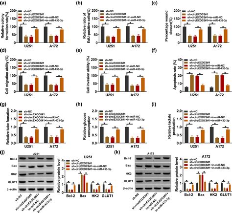 Knockdown Of CircEXOC6 Inhibits Cell Progression And Glycolysis By