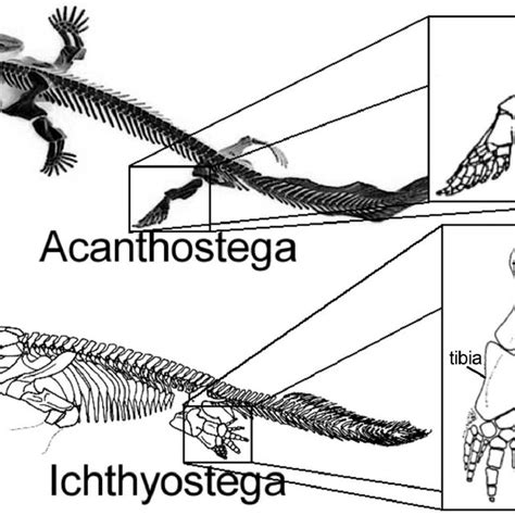 Reproductions of Acanthostega and Ichthyostega skeletons. | Download ...