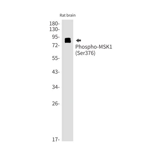 Phospho Msk Ser Rabbit Mab Wb Ihc P Ip Buy Now