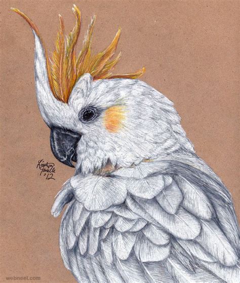 40 Beautiful Bird Drawings And Art Works For Your Inspiration