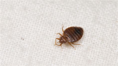 Ahead Of Summer Olympics Parisian Hotels Have A Bed Bug Problem The