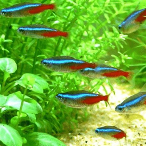 How Many Neon Tetras Can Fit In A 10-Gallon Tank?, 44% OFF