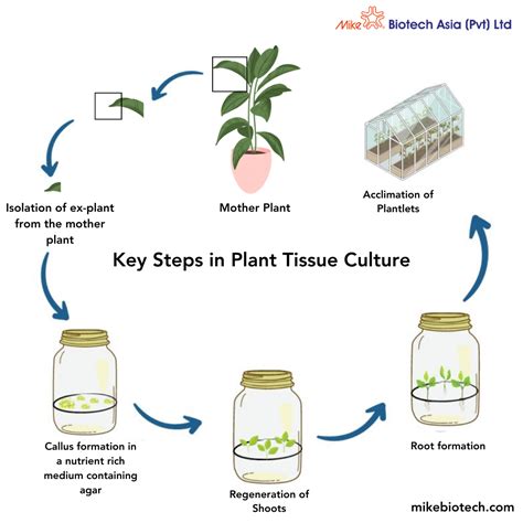 What Is Plant Tissue Culture And Why Plant Tissue Culture Is Important Mike Biotech Aisa Pvt Ltd