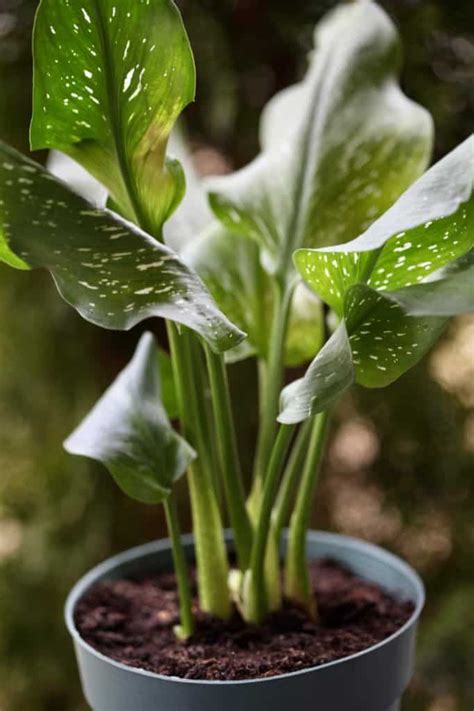 Calla Lily Care After Blooming How To Grow And Store Farmhouse