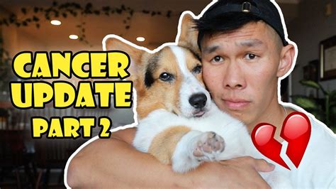 Update On My Corgis Cancer Treatment Part 2 Life After College Ep