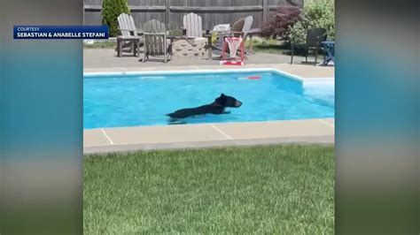 Bear Takes Dip Cools Off In Mass Swimming Pool YouTube