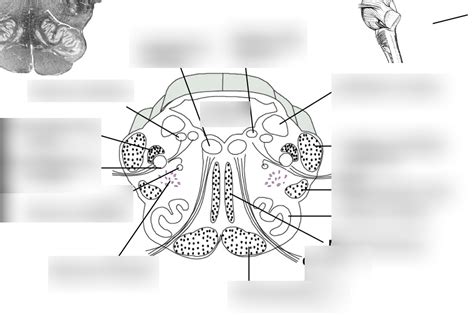 Medulla Diagram Quizlet