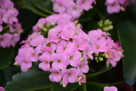 Pink Kalanchoe Kalanchoe Blossfeldiana Pink In San Antonio Texas