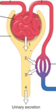 Kidney Function And Glomerular Filtration Flashcards Quizlet