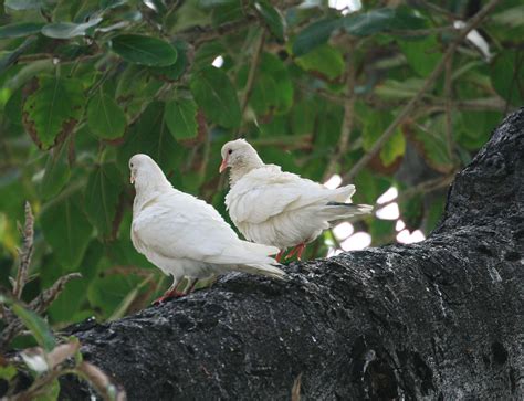 Pictures And Information On White Pigeon