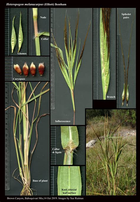 Heteropogon Melanocarpus The Arizona Native Plant Society