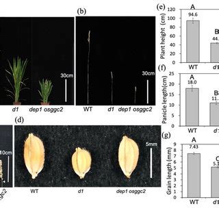 Phenotypes Of Double Mutants D Dep And D Osggc A Gross