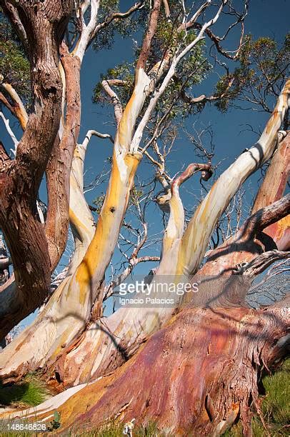 Snow Gum Tree Photos And Premium High Res Pictures Getty Images