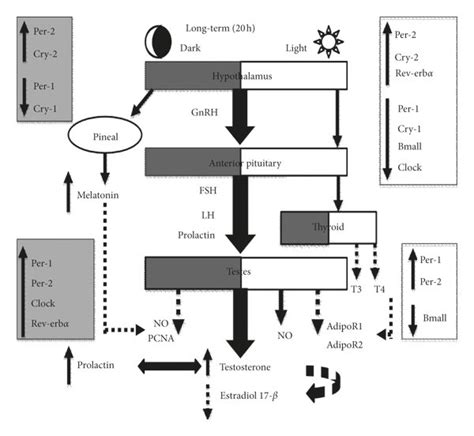 Schematic Diagram Illustrating Circadian Disruption Induced Hormonal