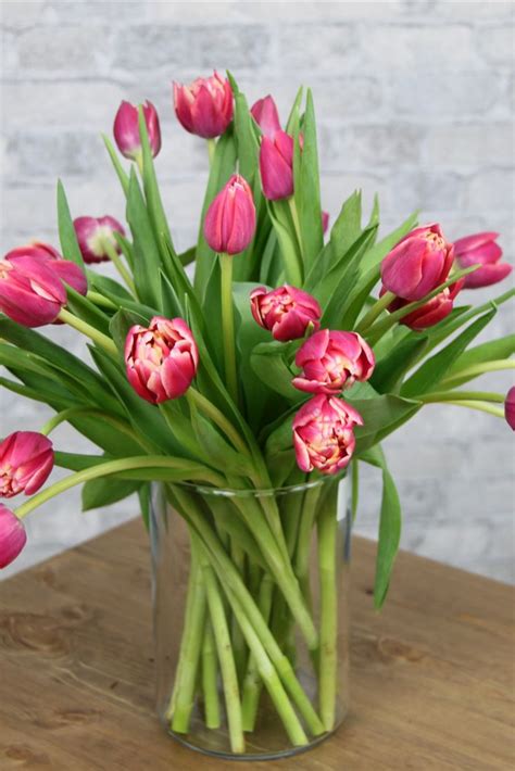 Тюльпан Коламбус tulip Columbus @sam_tumpan | Ghost online, Tulips ...