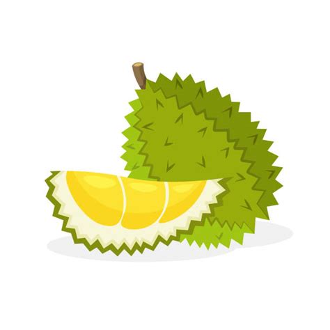 3,100+ Durian Stock Illustrations, Royalty-Free Vector Graphics & Clip ...