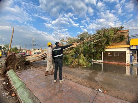 La Jornada Fuertes lluvias en SLP dejan árboles caídos y casas inundadas