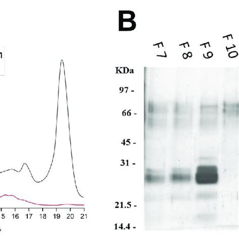 Non Denaturing And Denaturing Analysis Of Native And Digested β Vignin