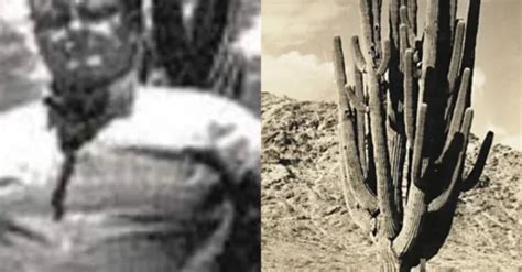 Shocking truth: It wasn’t the thorns, but the deadly secret hidden ...