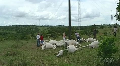 Dezenove vacas morrem eletrocutadas por fio de alta tensão no interior