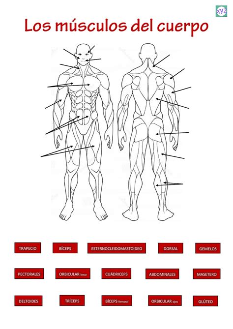 Ficha de Los músculos en pdf online