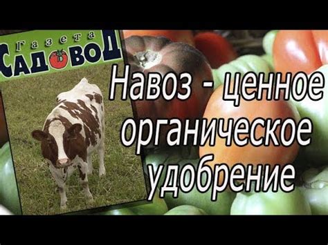 Навоз - ценное органическое удобрение - YouTube