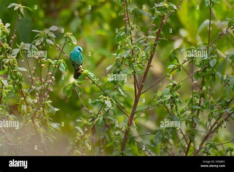 Verditer Flycatcher Bird Eumyias Thalassinus Old World Flycatcher In