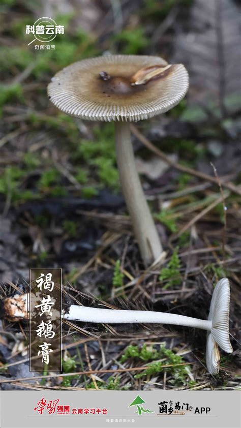 科普云南 奇菌滇宝 褐黄鹅膏 关注森林