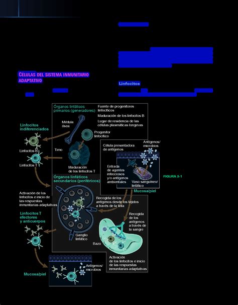 SOLUTION Celulas Tejidos Y Organos Des Sist Inmune Resumen Studypool