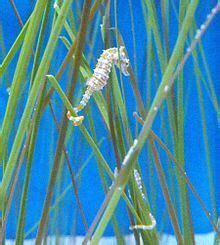 Dwarf seahorse - Alchetron, The Free Social Encyclopedia