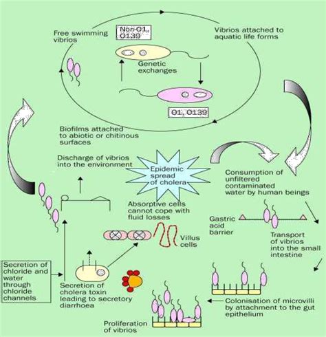 Figure 2 1 From Evaluation Of Enriched Rapid Diagnostic Method For