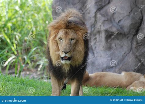 Large Male Lion With Black Fur In His Mane Stock Image Image Of Lion