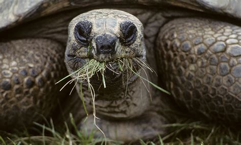 Aldabra tortoise | Smithsonian's National Zoo and Conservation Biology Institute