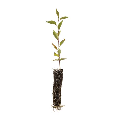 Yoshino Cherry | Small Tree Seedling – The Jonsteen Company