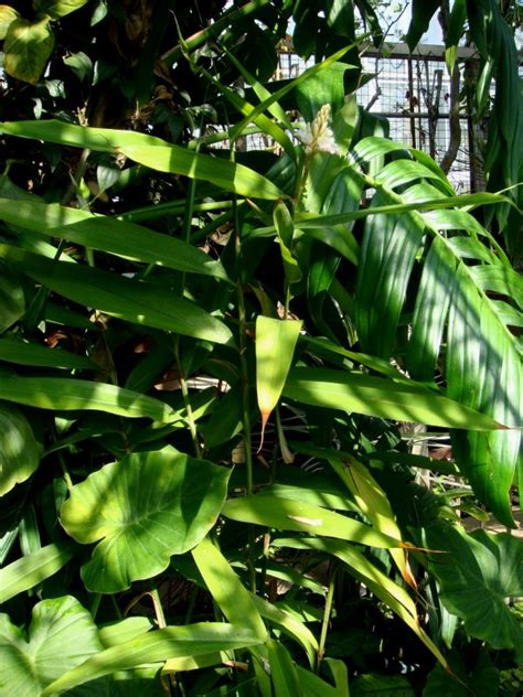 Alpinia Oxyphylla Yi Zhi Ren Bitter Cardamon Eastern