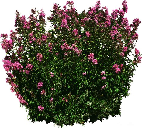 100 Shrub Png Images