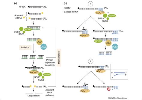 Use Tolerance And Avoidance Of Amplified Rna Silencing By Plants