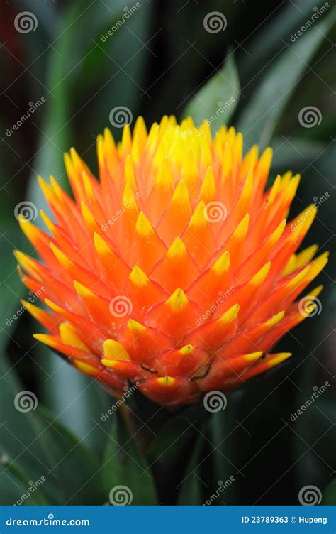 Pineapple Flower Stock Image Image Of Blooming Bloom 23789363